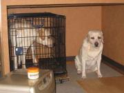 ファイル 1218-2.jpg