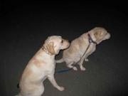 ファイル 1225-1.jpg