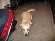 ファイル 1227-1.jpg