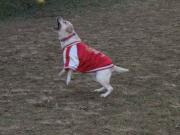 ファイル 1231-4.jpg