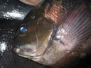 ファイル 1237-2.jpg