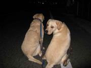 ファイル 1239-3.jpg