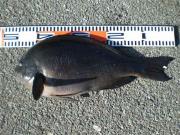 ファイル 1240-3.jpg