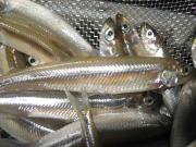 ファイル 1243-3.jpg