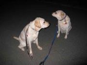 ファイル 1245-1.jpg