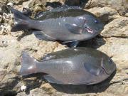 ファイル 1251-2.jpg