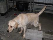 ファイル 1265-1.jpg