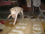 ファイル 1265-4.jpg