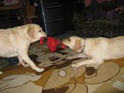 ファイル 1265-5.jpg