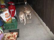 ファイル 1275-5.jpg