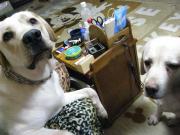 ファイル 1283-2.jpg