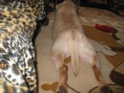 ファイル 1288-1.jpg