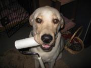 ファイル 1289-4.jpg