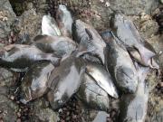 ファイル 1293-4.jpg