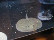 ファイル 1295-4.jpg