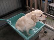 ファイル 1297-1.jpg