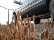 ファイル 1301-1.jpg