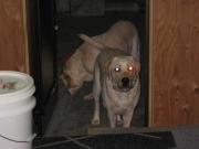 ファイル 1302-3.jpg