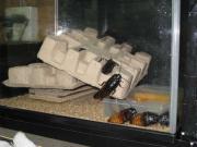 ファイル 1305-1.jpg