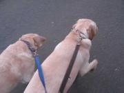 ファイル 1318-3.jpg