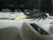 ファイル 1320-1.jpg