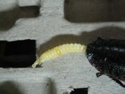 ファイル 1320-3.jpg