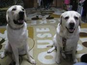 ファイル 1323-1.jpg