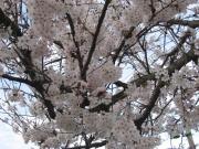 ファイル 1330-1.jpg