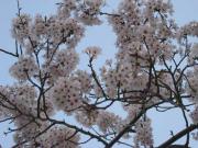 ファイル 1337-1.jpg