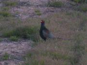 ファイル 1337-2.jpg