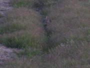 ファイル 1337-3.jpg