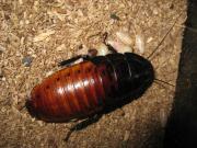 ファイル 1353-1.jpg