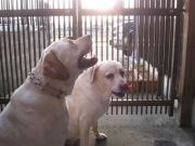 ファイル 1361-1.jpg