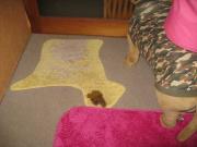 ファイル 1371-4.jpg