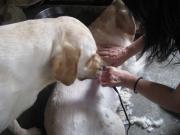 ファイル 1426-1.jpg