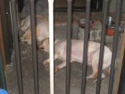 ファイル 1445-1.jpg