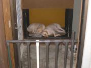 ファイル 1462-1.jpg