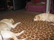 ファイル 1466-3.jpg