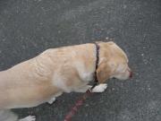 ファイル 984-2.jpg