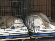 ファイル 988-4.jpg