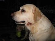 ファイル 991-1.jpg