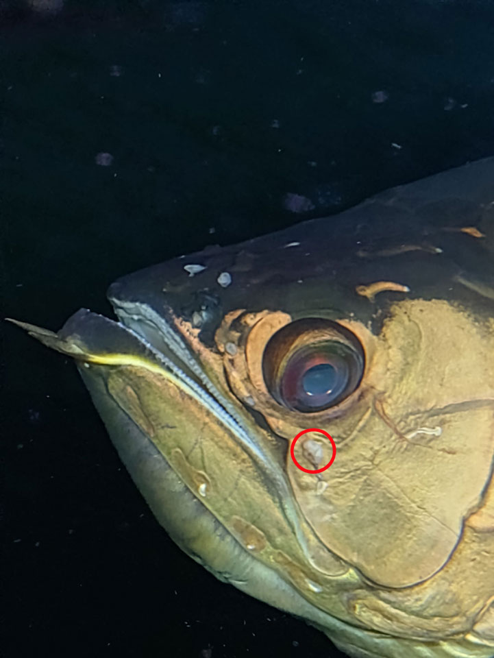 58063_0.jpg 58063_0.jpg