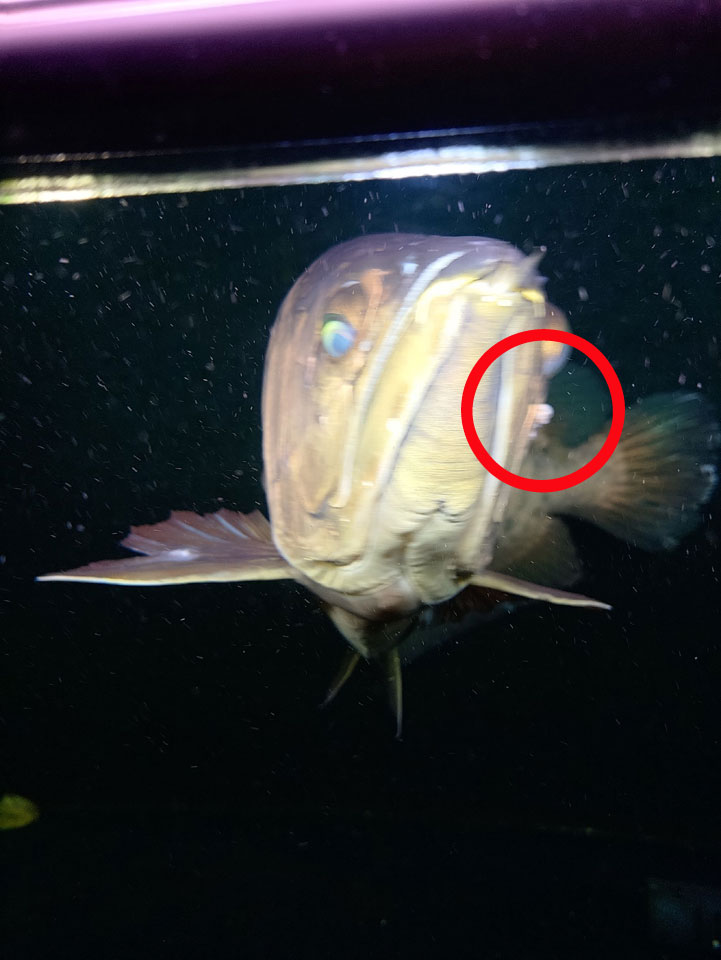 58065_0.jpg 58065_0.jpg